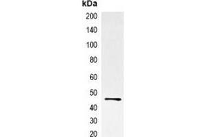 Immunoprecipitation of EBFP-tagged protein from HEK293T cells transfected with vector overexpressing EBFP tag, using Anti-EBFP-tag Antibody. (eBFP/BFP antibody)