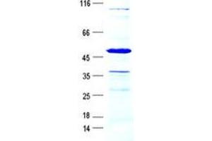 Validation with Western Blot (Kallikrein 1 Protein (KLK1) (GST tag,His tag))