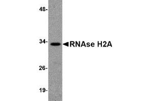 Western Blotting (WB) image for anti-Ribonuclease H2, Subunit A (RNASEH2A) (Middle Region) antibody (ABIN1031071) (RNASEH2A antibody  (Middle Region))