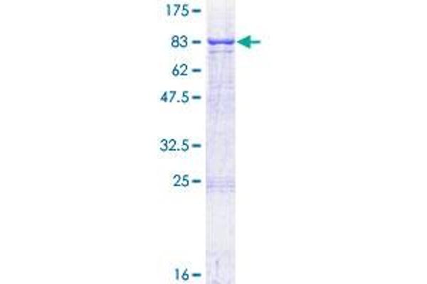 TPP1 Protein (AA 1-563) (GST tag)