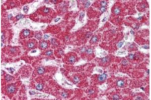 Human Liver (formalin-fixed, paraffin-embedded) stained with HSPD1 antibody ABIN294973 at 5 ug/ml followed by biotinylated goat anti-rabbit IgG secondary antibody ABIN481713, alkaline phosphatase-streptavidin and chromogen. (HSPD1 antibody  (AA 150-200))
