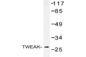 Western blot (WB) analysis of TWEAK antibody in extracts from COLO cells. (TWEAK antibody)