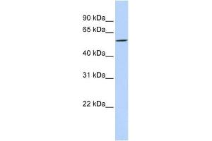 DIRC2 antibody used at 1 ug/ml to detect target protein. (DIRC2 antibody  (Middle Region))