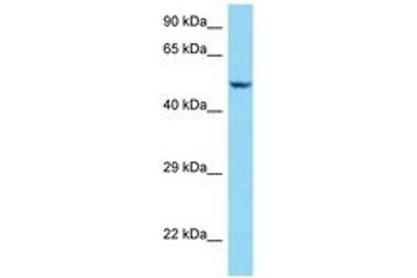 Sarcalumenin antibody  (AA 263-312)