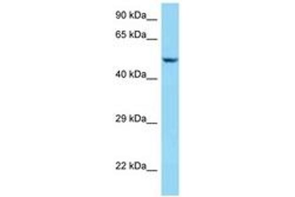 Sarcalumenin anticorps  (AA 263-312)