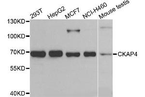 Western blot analysis of extracts of various cells, using CKAP4 antibody. (CKAP4 antibody)