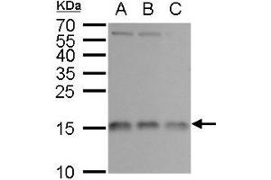 WB Image RPL37 antibody detects RPL37 protein by western blot analysis. (RPL37 antibody)
