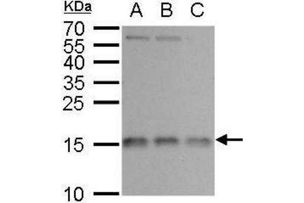 RPL37 antibody