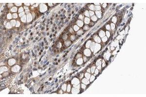 ABIN6277238 at 1/100 staining Rat colon tissue by IHC-P. (TIM3 antibody  (C-Term))