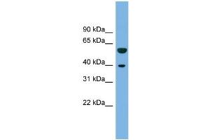 Human THP-1; WB Suggested Anti-C19orf28 Antibody Titration: 0. (C19orf28 antibody  (N-Term))