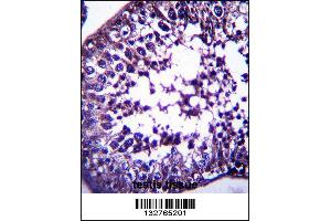 TSPYL5 Antibody immunohistochemistry analysis in formalin fixed and paraffin embedded human testis tissue followed by peroxidase conjugation of the secondary antibody and DAB staining. (TSPYL5 antibody  (C-Term))