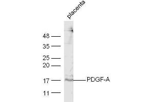 Mouse placenta lysate probed with Anti-PDGF-A Polyclonal Antibody  at 1:5000 90min in 37˚C. (PDGFA antibody  (AA 125-170))