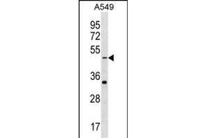 GABRR2 Antibody (N-term) (ABIN1539507 and ABIN2850086) western blot analysis in A549 cell line lysates (35 μg/lane).