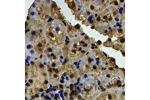 Immunohistochemical analysis of Barttin staining in rat kidney formalin fixed paraffin embedded tissue section.