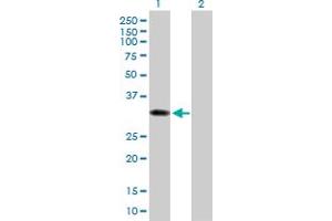 Western Blot analysis of SULT1B1 expression in transfected 293T cell line by SULT1B1 MaxPab polyclonal antibody. (SULT1B1 antibody  (AA 1-296))