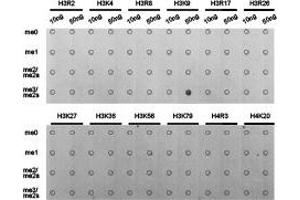 Dot-blot analysis of all sorts of methylation peptides using H3K9me3 antibody.