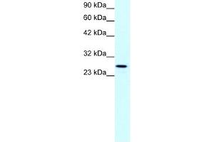 Claudin 13 antibody used at 1 ug/ml to detect target protein.