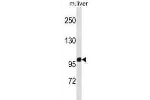Western Blotting (WB) image for anti-Zinc Finger Protein 865 (ZNF865) antibody (ABIN5020901)