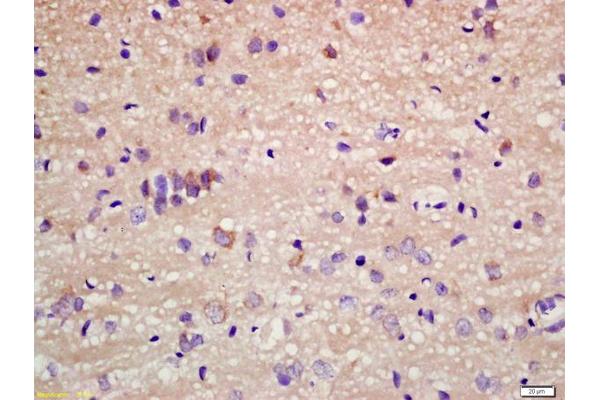 STAU1/Staufen antibody