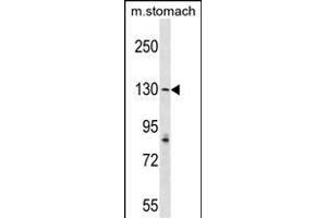 AGTPBP1 Antibody (N-term) (ABIN1539302 and ABIN2849151) western blot analysis in mouse stomach tissue lysates (35 μg/lane). (AGTPBP1 antibody  (N-Term))
