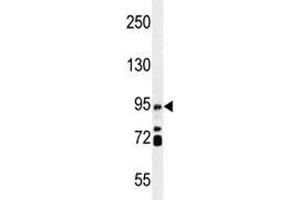 IFT88 antibody  (AA 791-820)