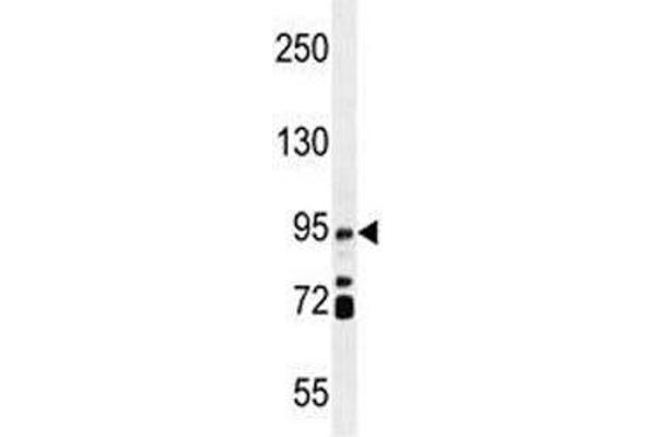 IFT88 antibody  (AA 791-820)