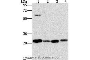 Western blot analysis of 293T cell and human testis tissue, A375 cell and human normal kidney tissue, using MRPL28 Polyclonal Antibody at dilution of 1:600