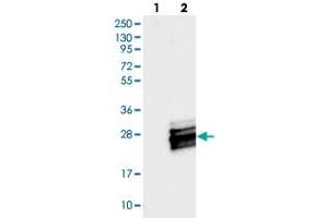 Western blot analysis of Lane 1: Negative control (vector only transfected HEK293T lysate), Lane 2: Over-expression Lysate (Co-expressed with a C-terminal myc-DDK tag (~3. (C7orf49 antibody)