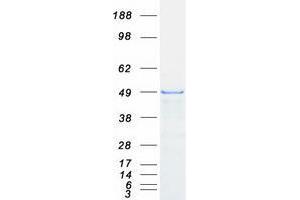 Validation with Western Blot (ZFYVE27 Protein (Transcript Variant 2) (Myc-DYKDDDDK Tag))