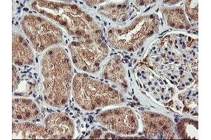 Immunohistochemical staining of paraffin-embedded Human Kidney tissue using anti-AGPAT5 mouse monoclonal antibody.