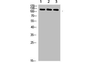 Western Blot analysis of 1,mouse-liver 2,hela 3,mouse-brain cells using primary antibody diluted at 1:1000(4 °C overnight). (SREBF1 antibody  (AA 250-330))