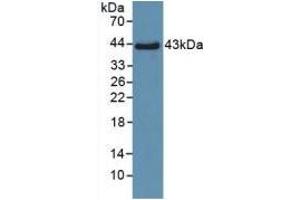 Western Blotting (WB) image for Surfactant Protein D (SFTPD) ELISA Kit (ABIN6574247)