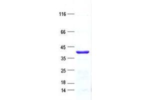 Validation with Western Blot