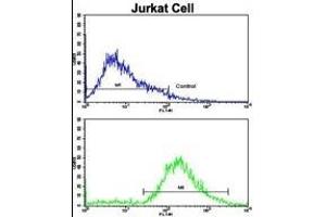 Flow cytometric analysis of jurkat cells using VIP Antibody (C-term)(bottom histogram) compared to a negative control cell (top histogram).