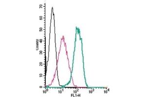 Cell surface detection of SSTR4 by indirect flow cytometry in live intact human THP-1 monocytic leukemia cells:  (black line) Cells. (SSTR4 antibody  (2nd Extracellular Loop))