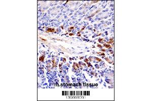 Mouse Sgk269 Antibody immunohistochemistry analysis in formalin fixed and paraffin embedded mouse stomach tissue followed by peroxidase conjugation of the secondary antibody and DAB staining. (PEAK1 antibody  (AA 1188-1216))