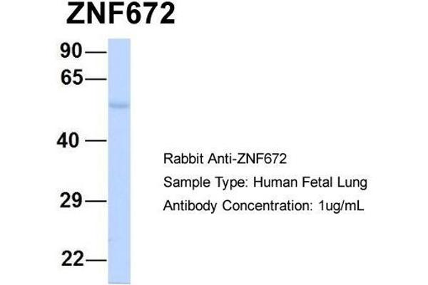 ZNF672 anticorps  (Middle Region)