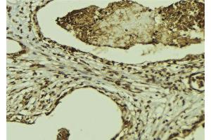 ABIN6269302 at 1/100 staining Mouse colon tissue by IHC-P. (XIAP antibody  (N-Term))
