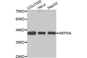 Western Blotting (WB) image for anti-Inositol Polyphosphate-5-Phosphatase, 40kDa (INPP5A) antibody (ABIN1875468) (INPP5A antibody)