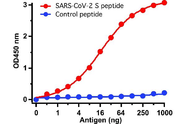 SARS-CoV-2 Spike anticorps  (C-Term)
