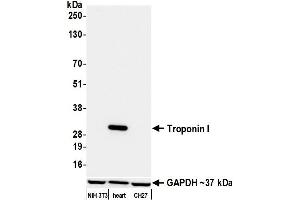 Western Blotting (WB) image for anti-Troponin I (TNNI) (AA 1-50) antibody (ABIN7795679)