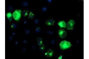 Anti-TFR2 mouse monoclonal antibody (ABIN2455711) immunofluorescent staining of COS7 cells transiently transfected by pCMV6-ENTRY TFR2 (RC220060). (Transferrin Receptor 2 antibody)