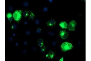 Anti-TFR2 mouse monoclonal antibody (ABIN2455711) immunofluorescent staining of COS7 cells transiently transfected by pCMV6-ENTRY TFR2 (RC220060).