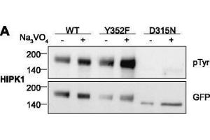 Western Blotting (WB) image for anti-Green Fluorescent Protein (GFP) antibody (ABIN100085)