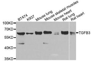 Western blot analysis of extracts of various cell lines, using TGFB3 antibody (ABIN5974864) at 1/1000 dilution. (TGFB3 antibody)