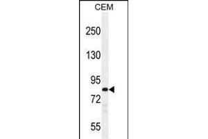 PCDHB3 Antibody (N-term) (ABIN656093 and ABIN2845436) western blot analysis in CEM cell line lysates (35 μg/lane). (PCDHB3 antibody  (N-Term))