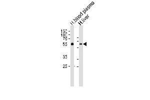 Western blot analysis of lysates from human blood plasma and liver tissue lysates (from left to right), using AHSG Antibody (C-term) (ABIN654065 and ABIN2843962). (Fetuin A antibody  (C-Term))