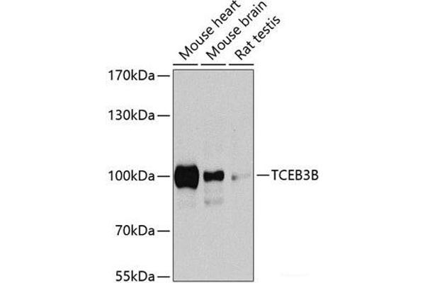 TCEB3B Antikörper