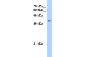 Western Blotting (WB) image for anti-Uroporphyrinogen Decarboxylase (UROD) antibody (ABIN2462463) (UROD antibody)