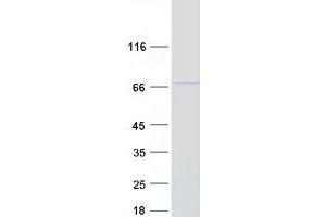 Western Blotting (WB) image for Tripartite Motif Containing 26 (TRIM26) protein (Myc-DYKDDDDK Tag) (ABIN2734239)
